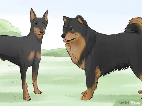 Image titled Identify a Finnish Lapphund Step 11