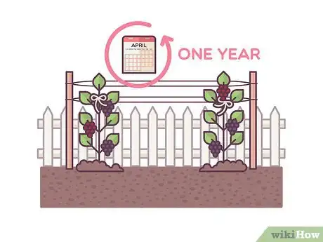 Image titled Grow Boysenberries Step 13