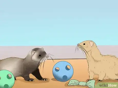 Image titled Raise Ferrets Together Step 7