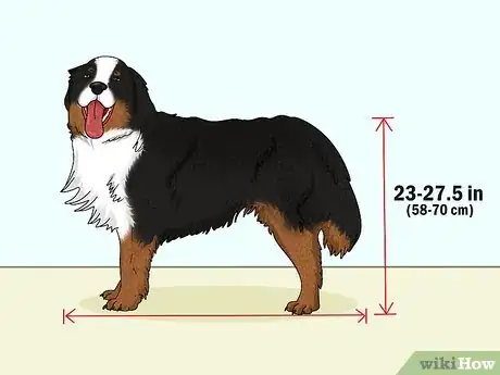 Image titled Identify a Bernese Mountain Dog Step 1