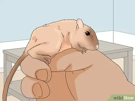 Image titled Buy a Gerbil Step 13