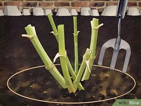 Image titled Store Dahlia Bulbs Step 2