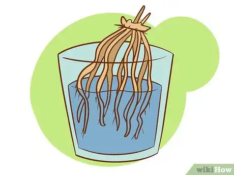 Image titled Plant Asparagus Step 12