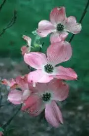 Image titled Dogwoodpink