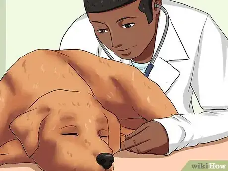 Image titled Diagnose Canine Allergies Step 6