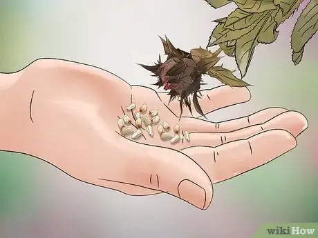 Image titled Plant Safflower Seeds Step 11