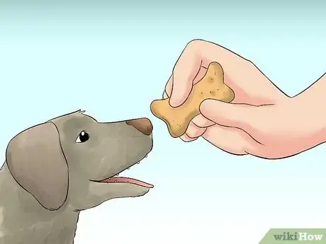 Image titled Train Teenager Stage Dogs Step 6