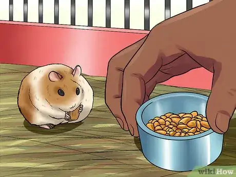 Image titled Tame an Older Hamster Step 1
