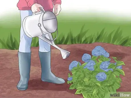 Image titled Mulch Hydrangeas Step 8