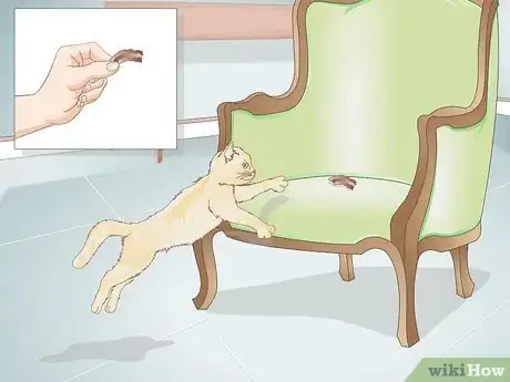 Image titled Keep an Indoor Cat Active Step 14