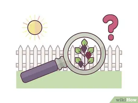 Image titled Grow Boysenberries Step 1