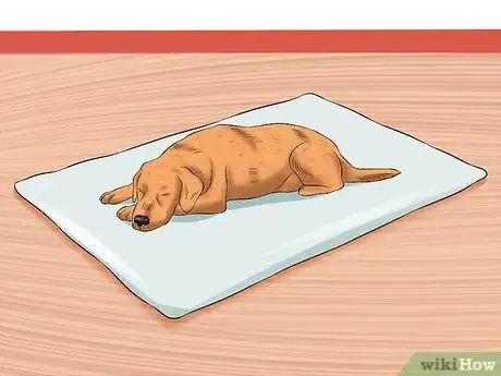 Image titled Treat Canine Infectious Hepatitis Step 9