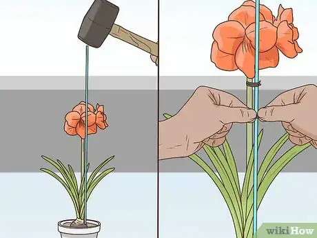 Image titled Plant Amaryllis Step 10