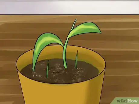 Image titled Propagate a Golden Pothos Step 9