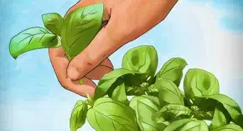 Plant a Culinary Herb Garden