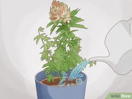 Image titled Grow Royal Gorilla Step 18