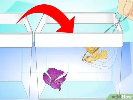 Image titled Breed Wild Bettas Step 8
