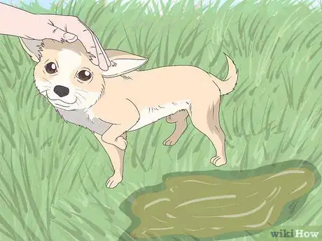 Image titled Train Chihuahuas Step 9