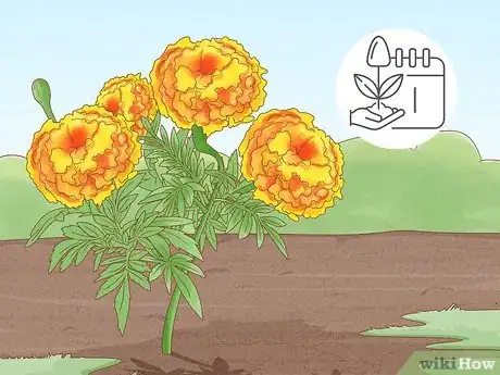 Image titled Deadhead Marigolds Step 9