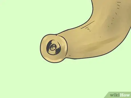 Image titled Make a Shofar Step 8