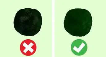 Clean an Aquatic Moss Ball