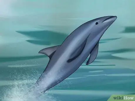 Image titled Identify a New Zealand Dolphin Step 10