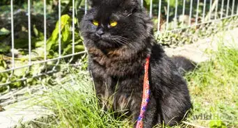 Take a Cat for a Walk