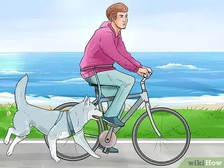 Image titled Take Care of an Alaskan Husky Step 2