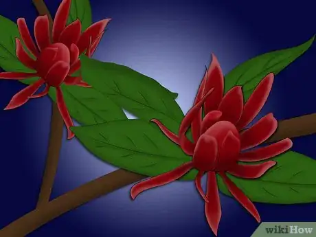 Image titled Plant a Sweet Shrub Step 1Bullet2