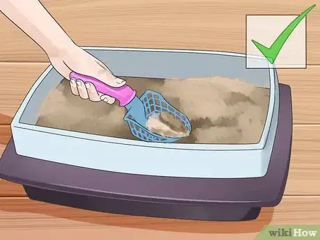 Image titled Take Care of Your Long Haired Maine Coon Step 6