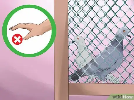 Image titled Tame Pigeons to Be out of Cage Permanently Step 12