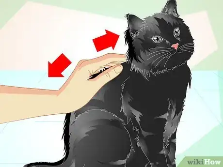 Image titled Train an Old Stubborn Cat to Do Tricks Step 6