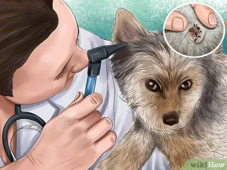 Image titled Care for an Australian Terrier Step 18