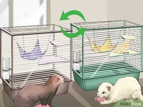 Image titled Raise Ferrets Together Step 6
