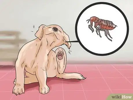 Image titled Soothe a Dog's Itchy Ears Step 8