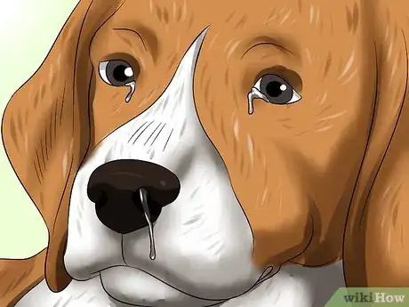 Image titled Treat Canine Infectious Hepatitis Step 2