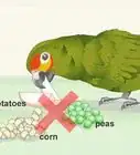 Deal with an Aggressive Amazon Parrot