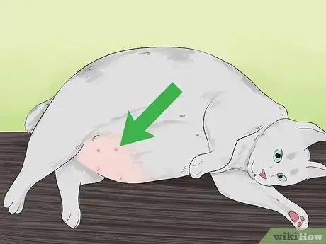 Image titled Get Your Cat to Know and Love You Step 10