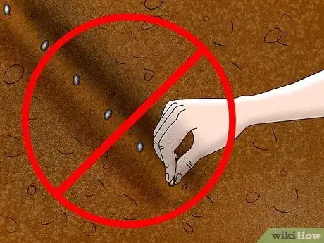 Image titled Grow and Harvest Glass Gem Corn Step 4