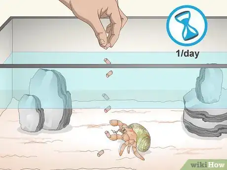 Image titled Care for a Marine Hermit Crab Step 6