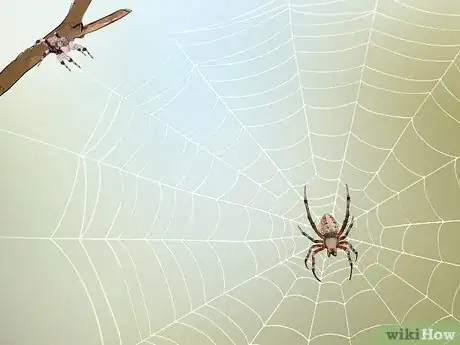 Image titled Identify a Portia Spider Step 10