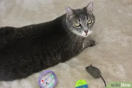 Image titled Involve a Pet in Christmas Step 5