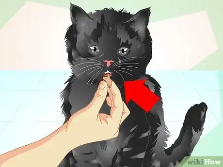 Image titled Train an Old Stubborn Cat to Do Tricks Step 3