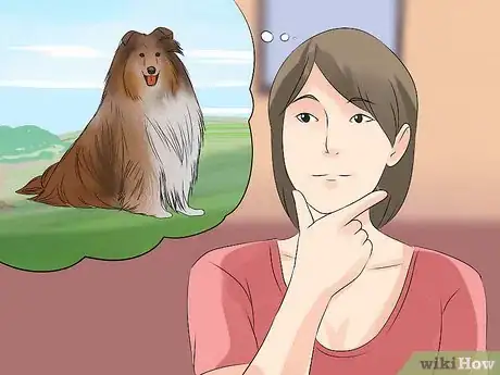 Image titled Care for Collies Step 1