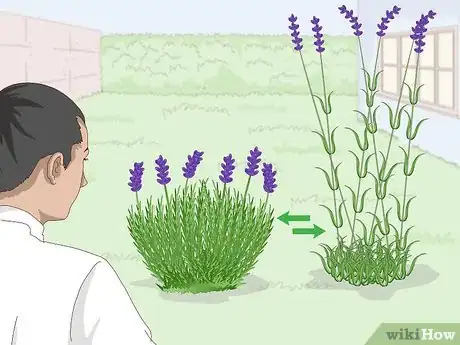 Image titled Plant Lavender in Pots Step 1