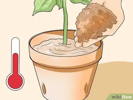 Image titled Grow Poinsettia Step 9