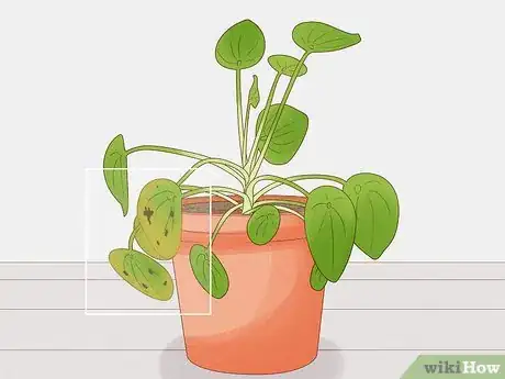 Image titled Prevent over Watering in House Plants Step 11