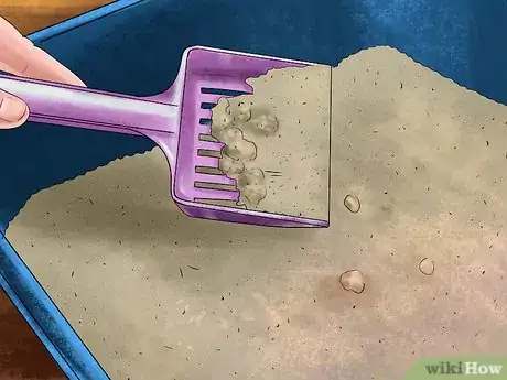 Image titled Take Care of a Singapura Cat Step 10