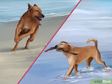 Image titled Care for a Rescued Dog Step 14