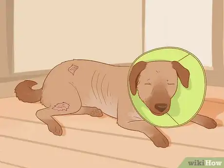 Image titled Treat an Insect Bite on a Dog Step 9